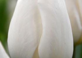 Tulipa Movana (3)